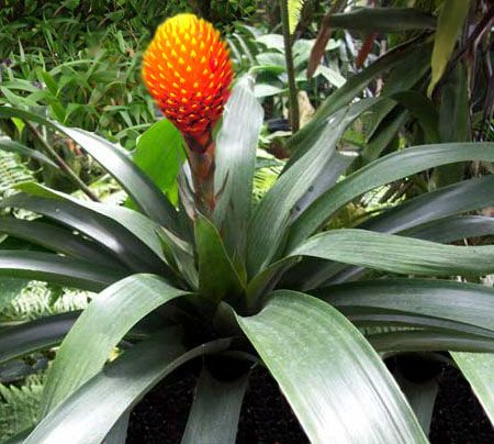 Guzmania conifera